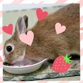 いちご さん・・・285の画像