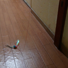 よぅーく狙いますにゃん。動画でレンちゃん！の画像