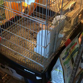 寂しがりおこめさんの画像