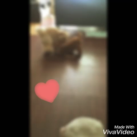 ストッキング遊び movieの画像