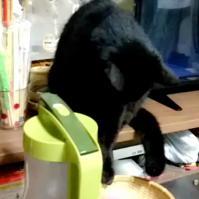 おしゃべりねこの画像