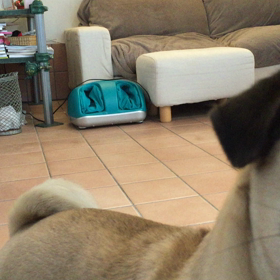 ゆうたん "おて"の画像