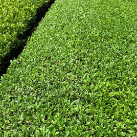 お茶刈りやりましたの画像