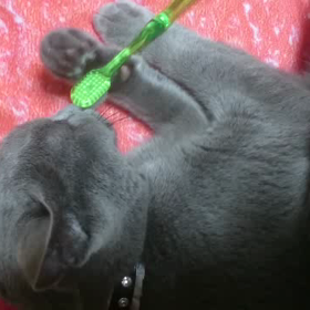 歯ブラシ大好きの画像