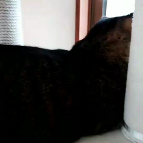 デレ猫ことらの画像