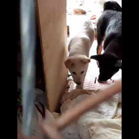 1月7日はベルうちの子記念日の画像