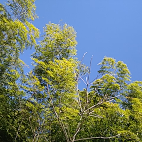 ウグイスの画像