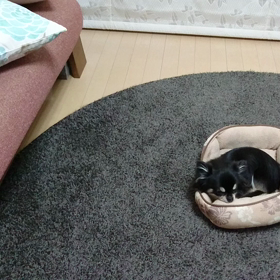 ここにいます。の画像