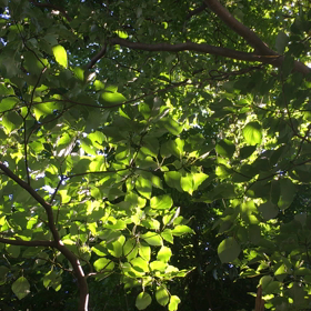 夏をうつすの画像