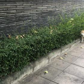 可愛すぎの画像