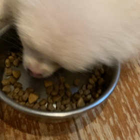 カリカリデビュー！！の画像