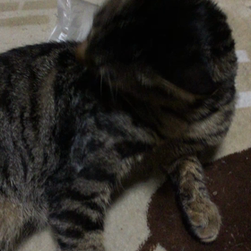 ( ﾟдﾟ)ﾊｯ!の画像