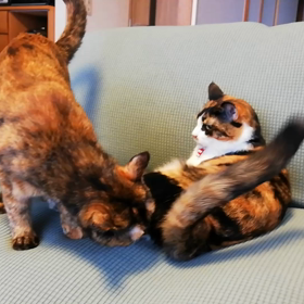 今朝のうーこむさんの画像