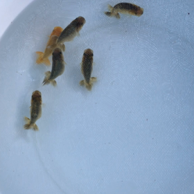 今年の当歳の画像