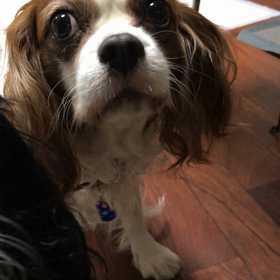 みゅー子(￣▽￣;)の画像