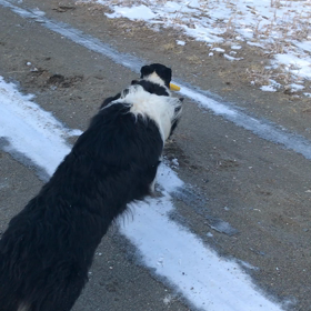 ボスのオモチャで遊んだら…の画像