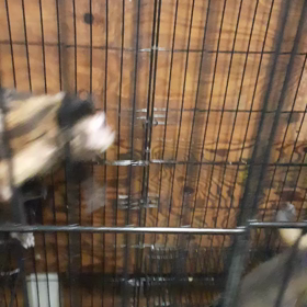 フサオマキザルの画像