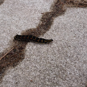 今日はサツマイモの日の画像