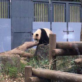 念願の動いてるシャンシャンの画像