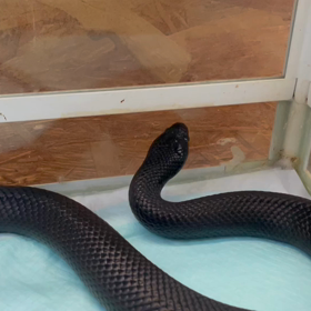 動物プロダクションの日常。の画像