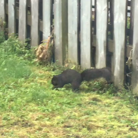 ☆ ビデオ 野生のリス の 冬支度 in Canada ☆の画像