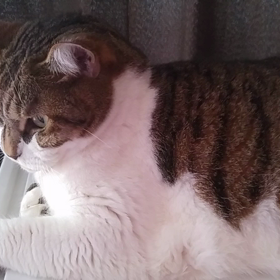 こまめは……の画像