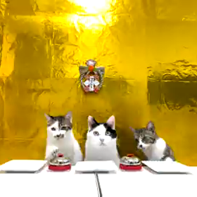 早押し猫の画像