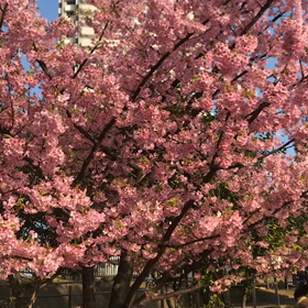 ♪お散歩動画♪お台場海浜公園♪の画像
