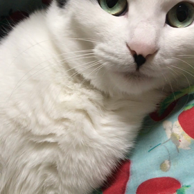 実は微妙な体勢の画像