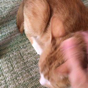 アンジュちゃんやってきました！の画像