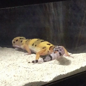 衝撃映像〜♪の画像