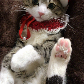 ＊ 番外編 ~動画~の画像