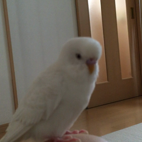 看板鳥、ハッピーの画像