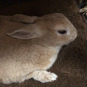 アイ♡ウサギの画像