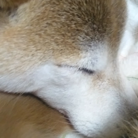 SDカードの画像