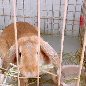 巣  作り？の画像