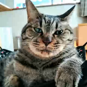 今年最後の挨拶はリクからです。の画像