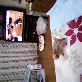 どーしても気になる♪の画像