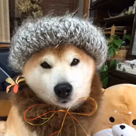 蘭丸動画の画像