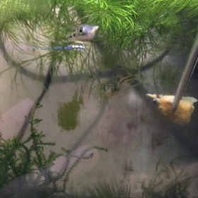 お久しぶりの☆の画像