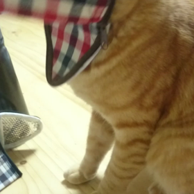 真似してみた((笑))の画像