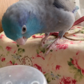 マメルリハインコのライちゃんと朝の洗面所での画像