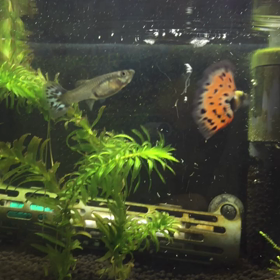 「グッピー繁殖大作戦」  ♯07の画像