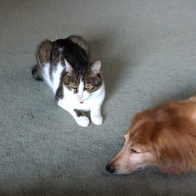 朝の挨拶、散歩、娘のお願い、デールはコーヒー成分好き。の画像