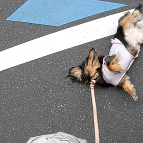 一進一退から一進一進一退の画像