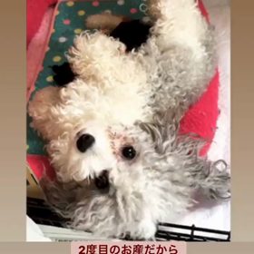 パティちゃん❤︎出産しましたの画像