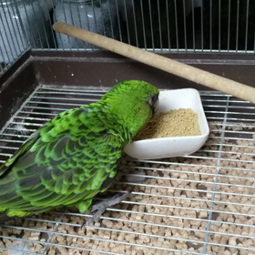 ズアカハネナガインコ ご飯タイムの画像