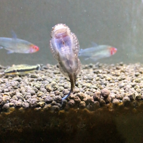 バージョンアップの画像