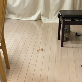 猫ちゃんおもちゃ　リボンの画像