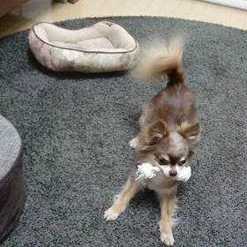 雨なので。の画像